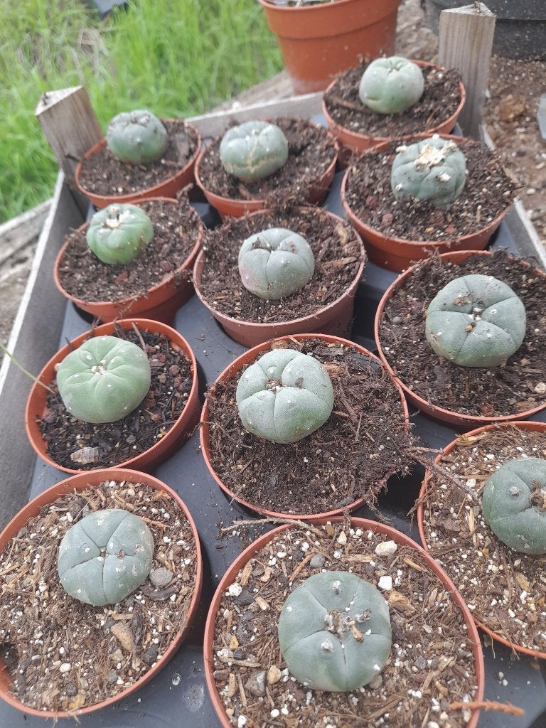 Peyote cactus en Epiphyllum Quatemalense   € 10.-, Huis en Inrichting, Minder dan 100 cm, Bloeiende kamerplant, Halfschaduw, Ophalen of Verzenden