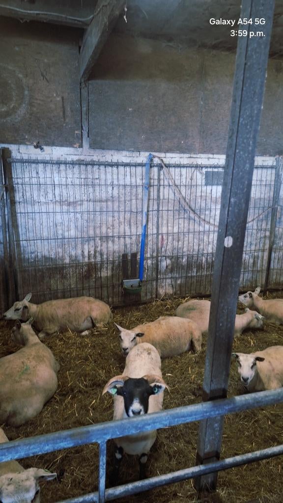 Scottish Blackface ooi, Dieren en Toebehoren, Schapen, Geiten en Varkens, Vrouwelijk, Schaap