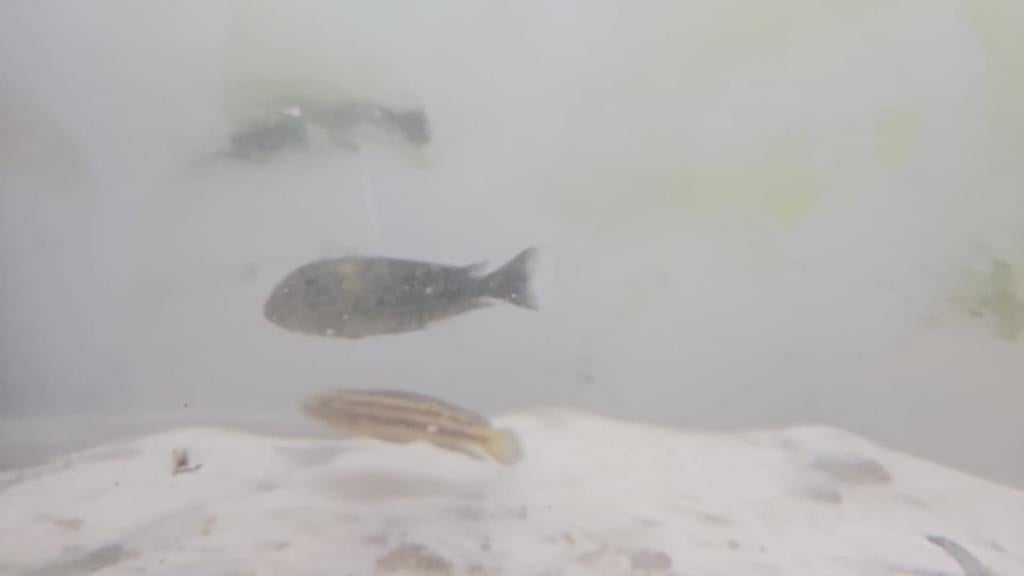 2 vissen uit het tanganyika meer, Vis
