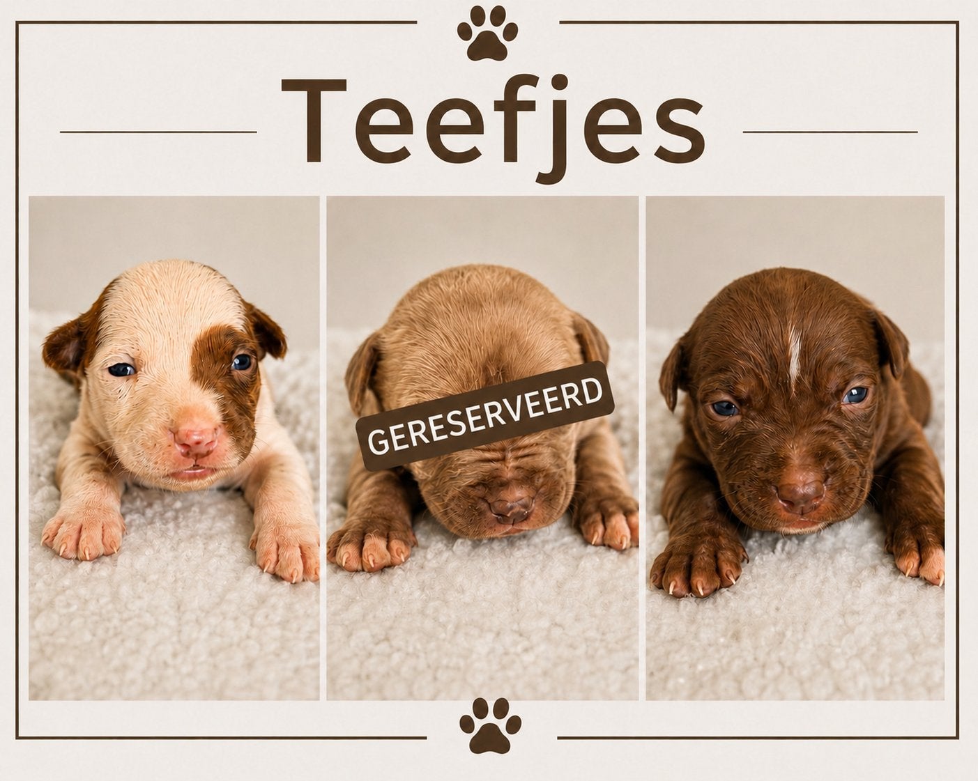 Pitbull puppy’s, Overige rassen, Meerdere, Meerdere dieren, Nederland