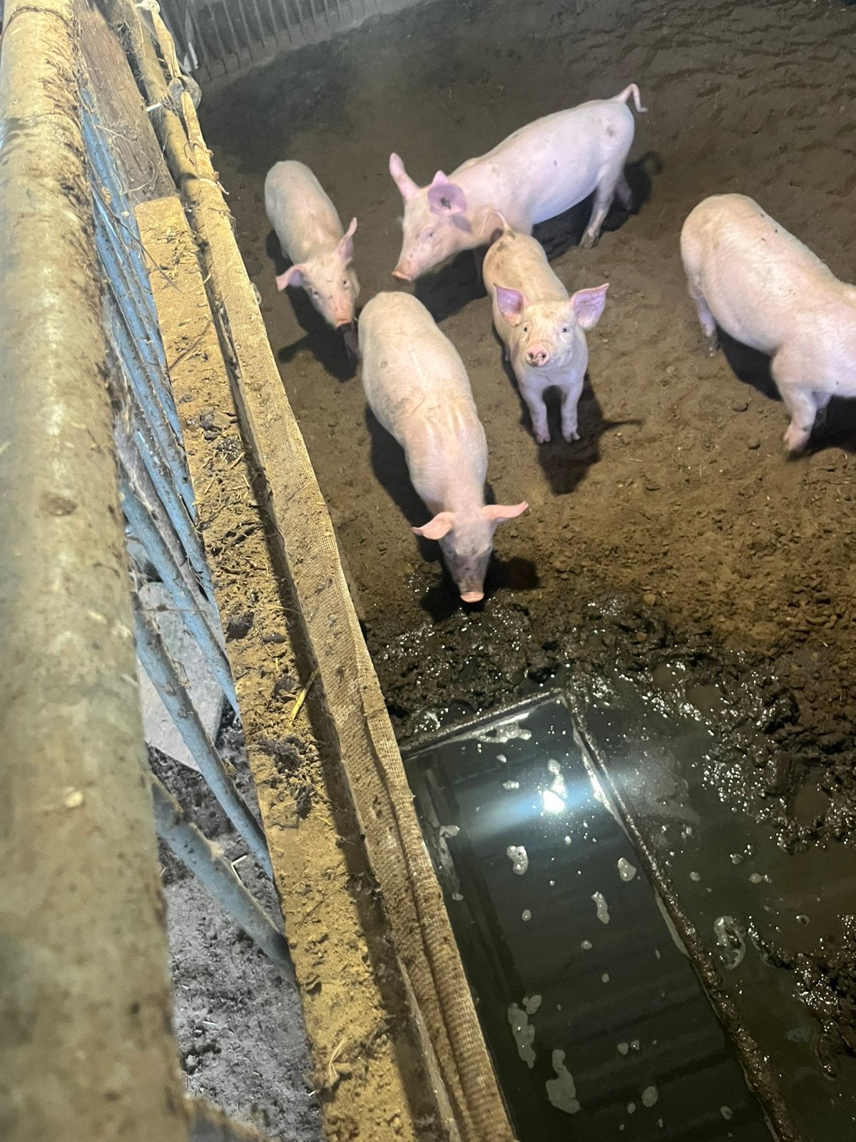 Te koop hele mooie biggen topigs tn Deense durox, Mannelijk, Varken, 0 tot 2 jaar
