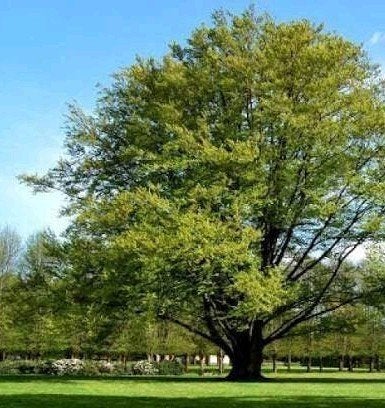 Groene beuk | Fagus Sylvatica | Beukenboom - OP = OP!, Tuin en Terras, Overige soorten, Lente, 400 cm of meer, Ophalen