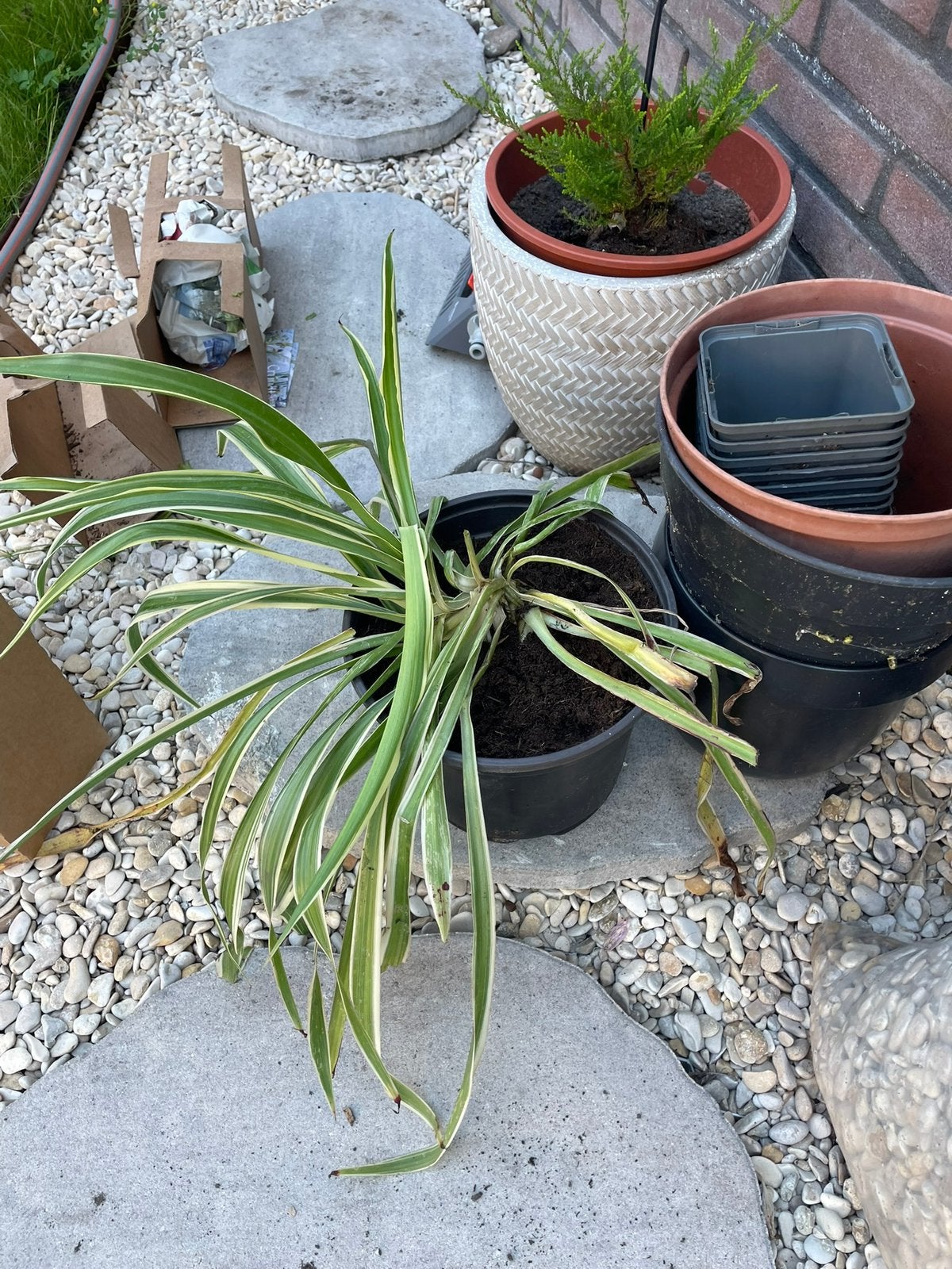 Graslelie, Tuin en Terras, Planten | Tuinplanten, Ophalen, Overige soorten, Volle zon