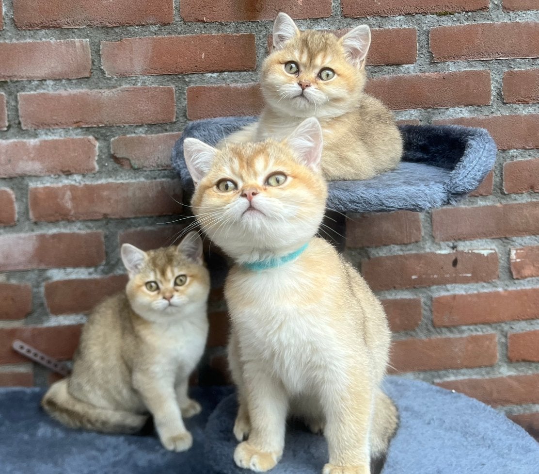 British Shorthair Golden Shaded kittens, ouders met stamboom, Kater, Met stamboom, 0 tot 2 jaar