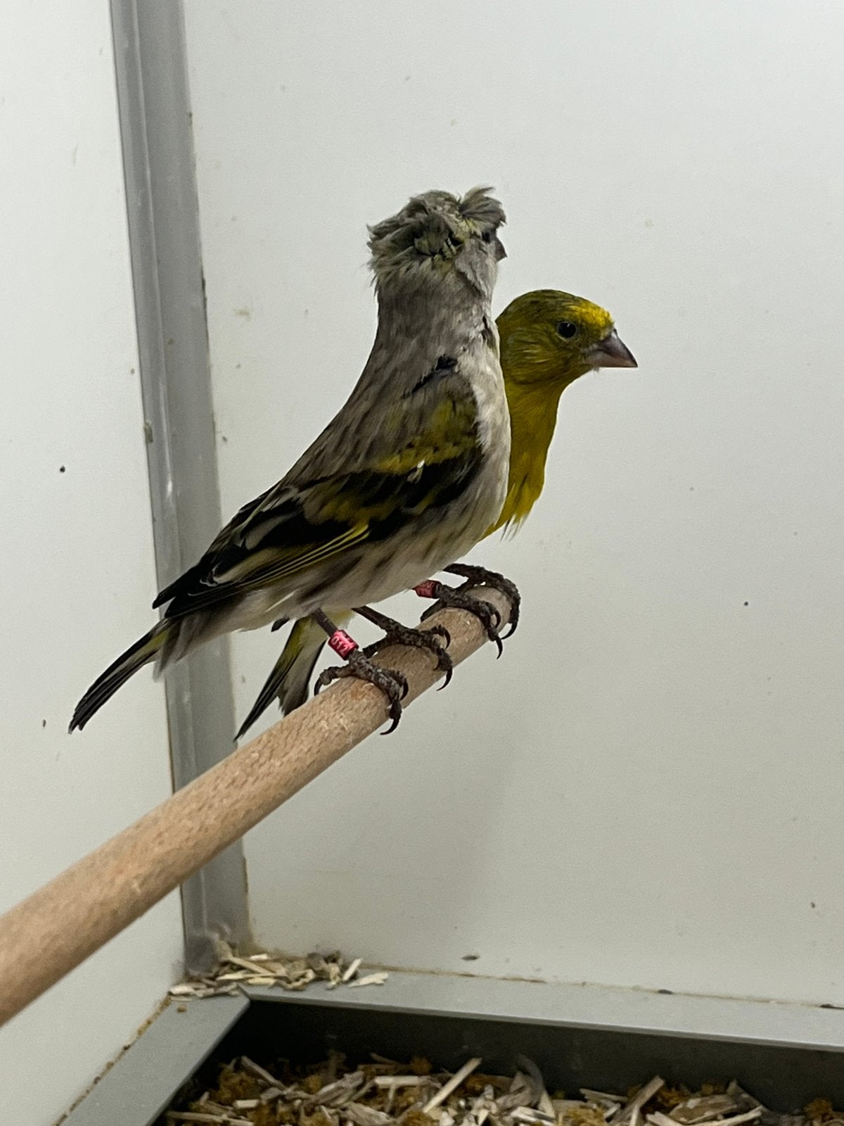2x Kanarie Bastaard, Mannelijk, Wildzangvogel, Geringd