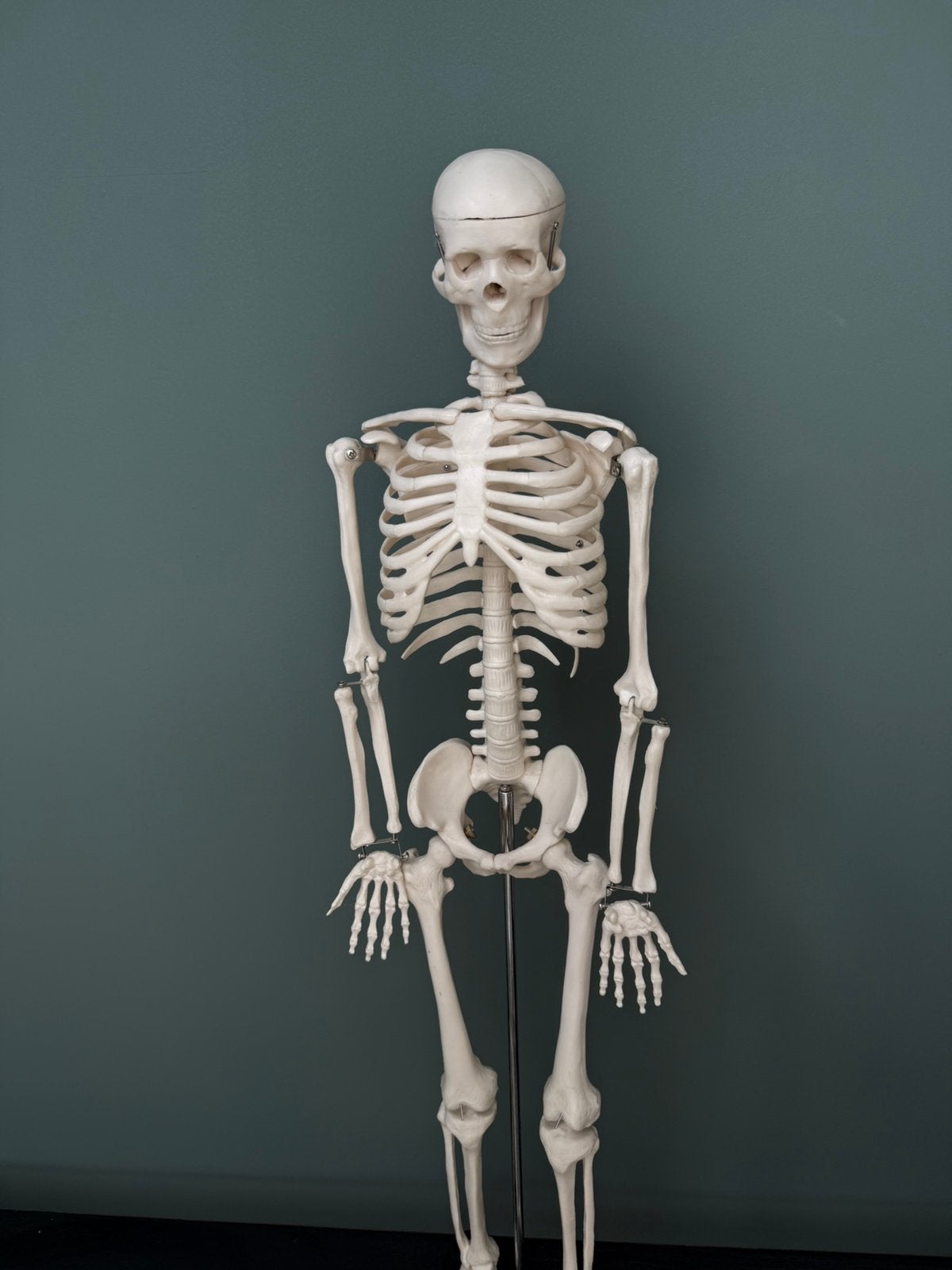 Anatomisch skelet 80 cm op standaard – skelet / lesmodel, Ophalen, Gebruikt