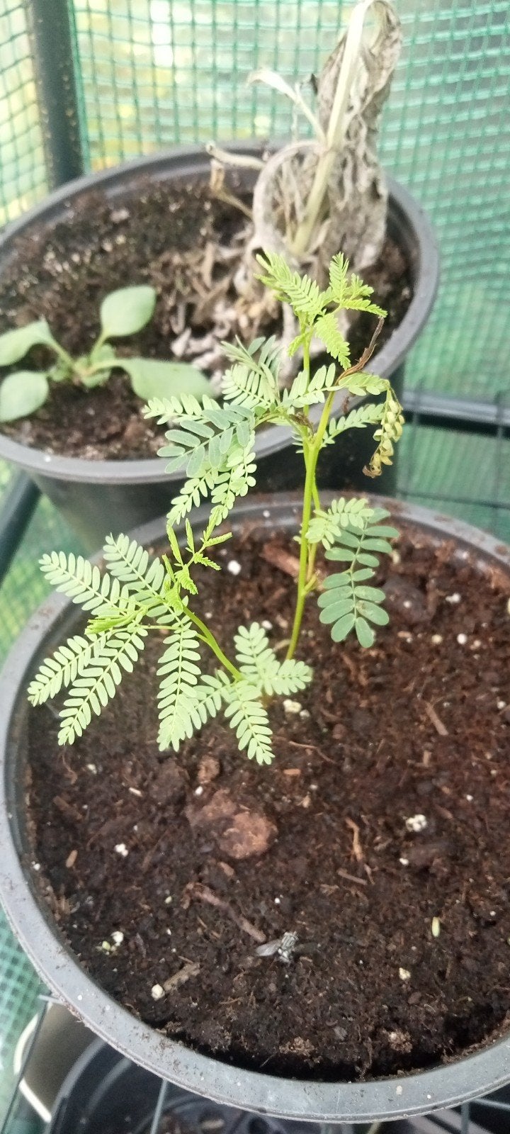 Desmanthus illinoensis - Prairie Mimosa planten, Overige soorten, Volle zon, Vaste plant, Ophalen of Verzenden