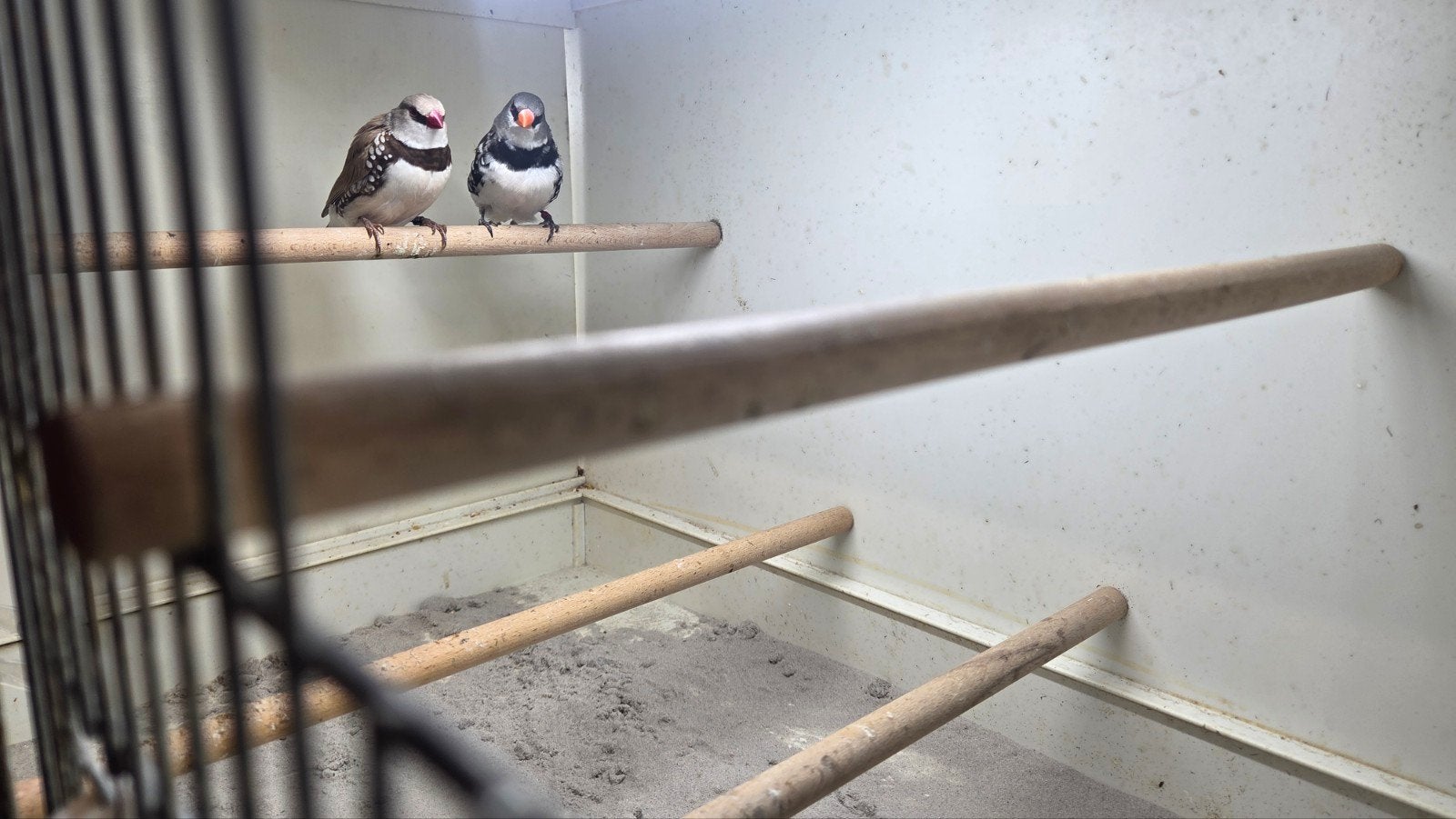 mooi koppel diamantvinken, Meerdere dieren