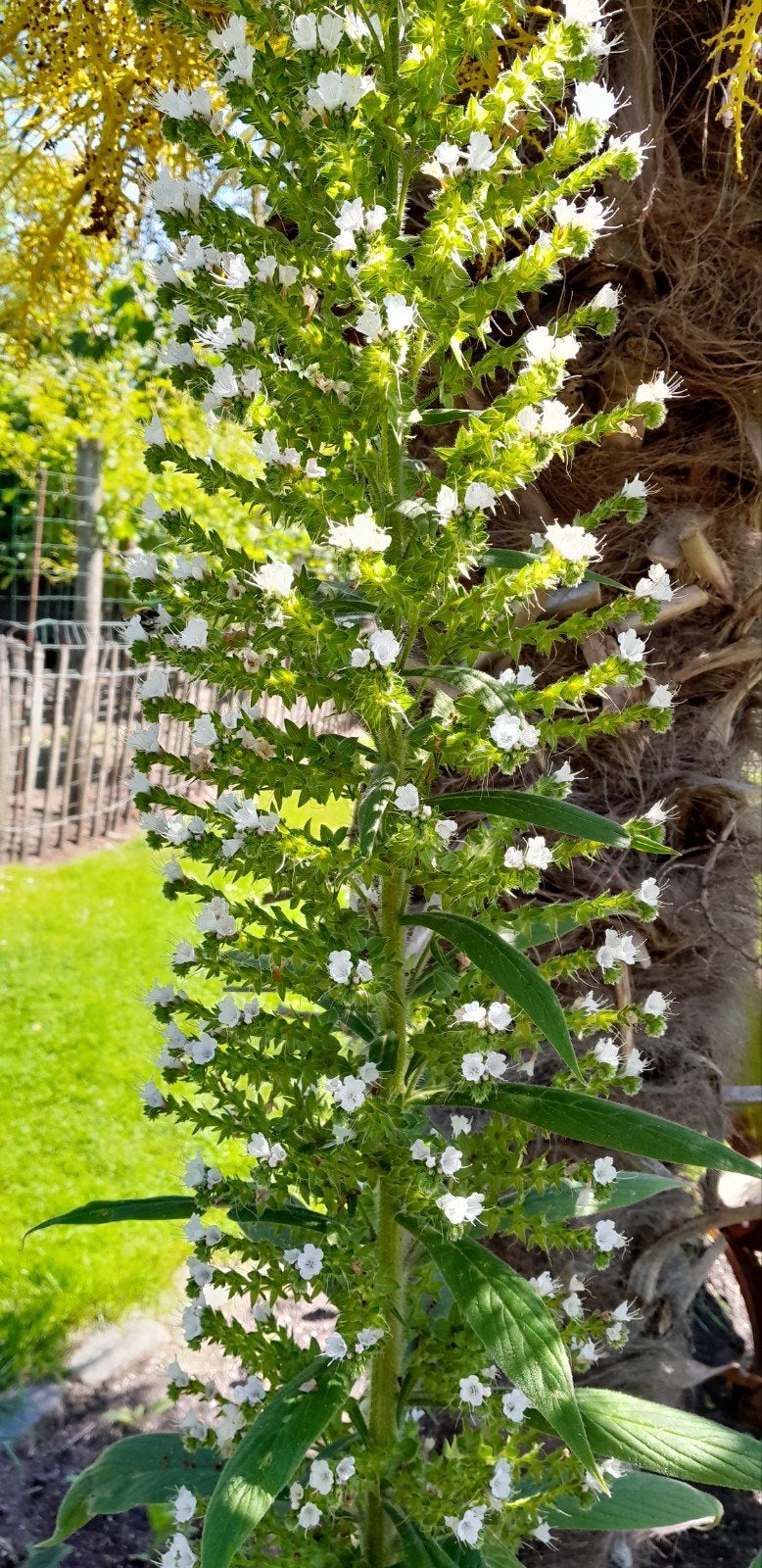 Echium pininana - Reuzenslangenkruid, Volle zon, Tweejarig, Zomer, Ophalen