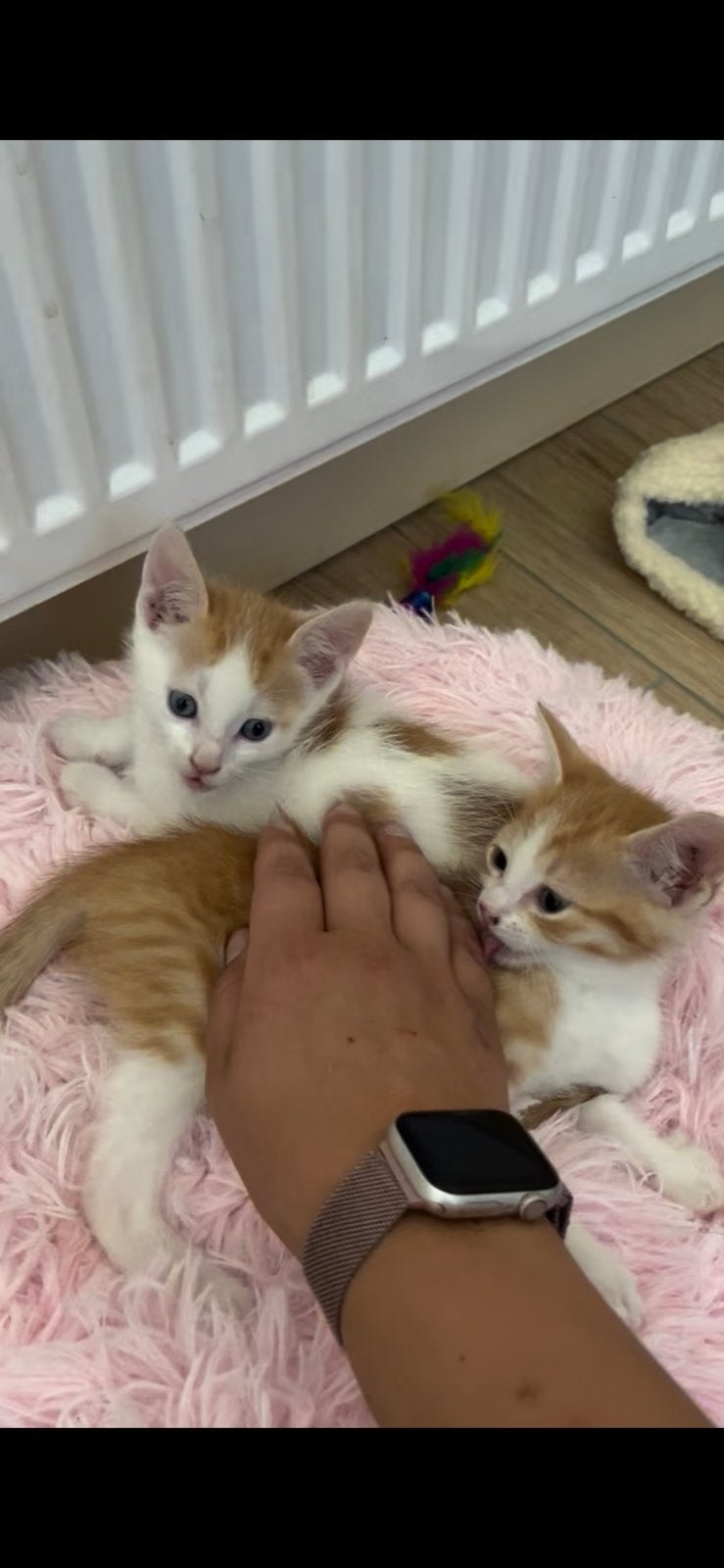 Goed huis gezocht voor 2 katers van 1+ jaar, Dieren en Toebehoren, Kater