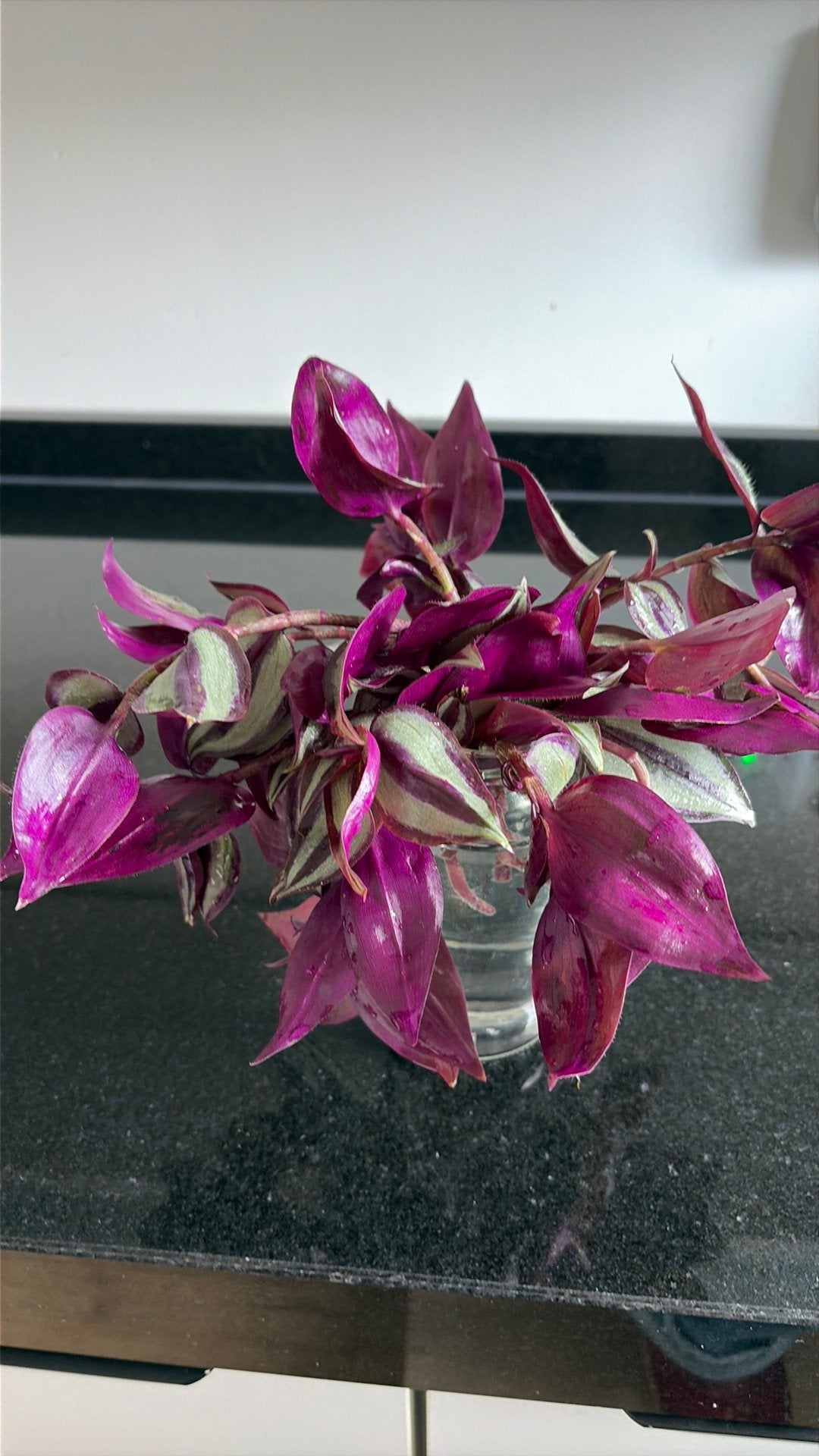 Vaderplant stekjes, Ophalen, Halfschaduw, Minder dan 100 cm
