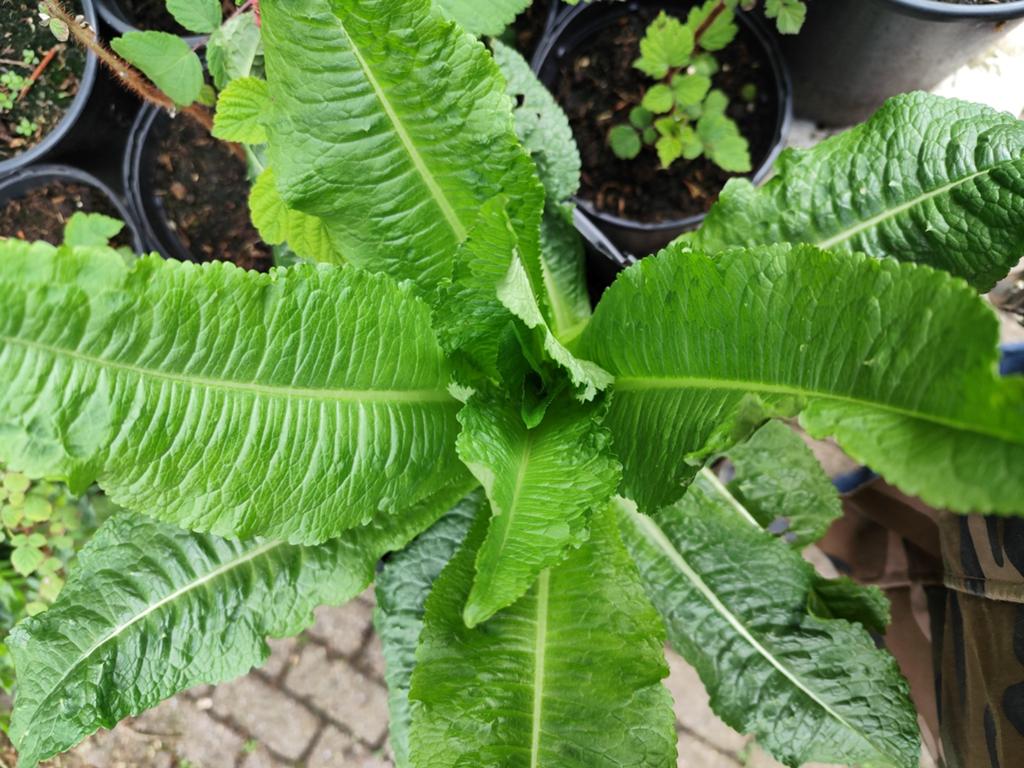 Kaardenbol., Tuin en Terras, Ophalen, Volle zon