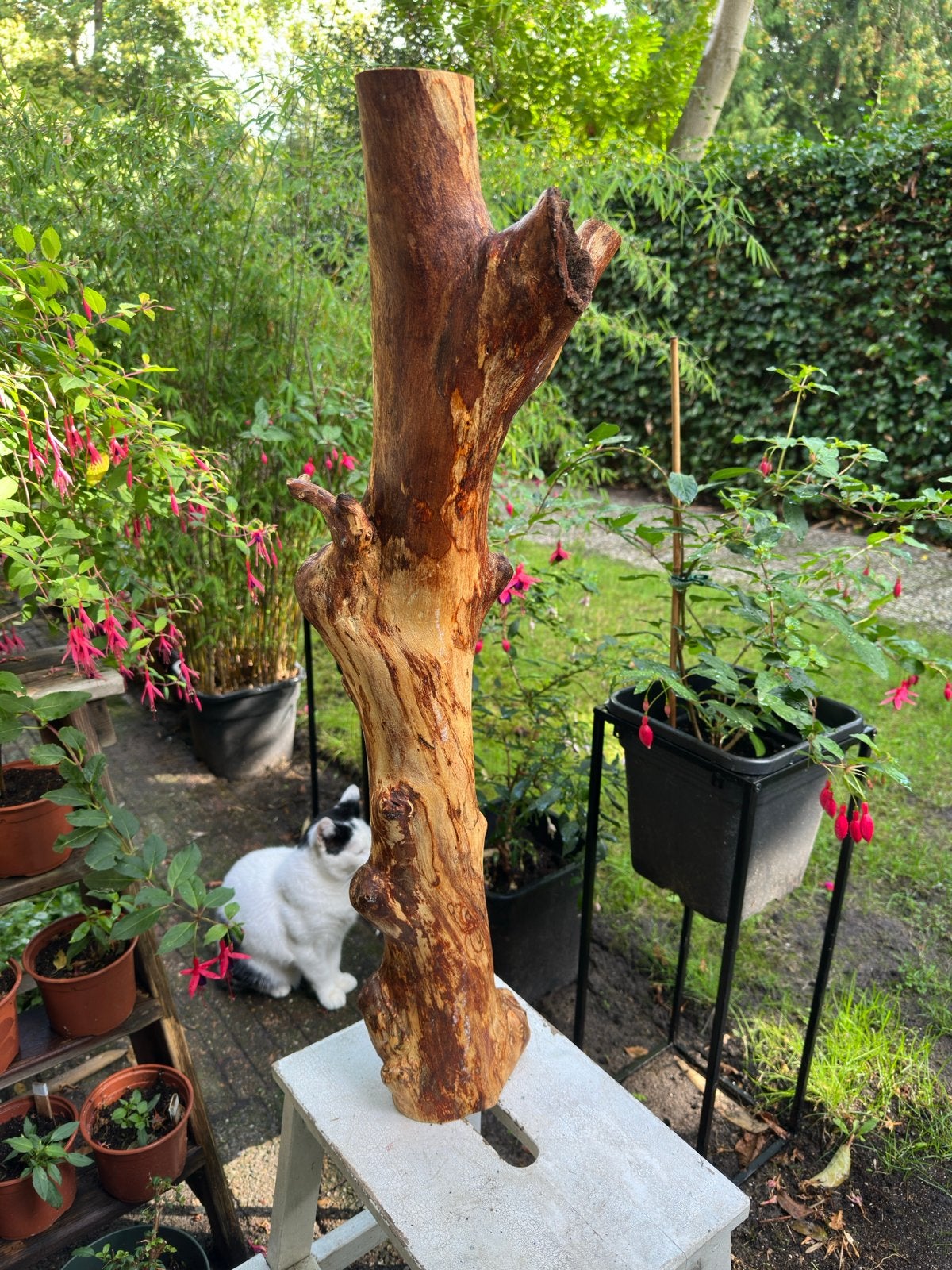 Unieke houten stronk., Huis en Inrichting, Ophalen, Hout, Gebruikt, Landelijk
