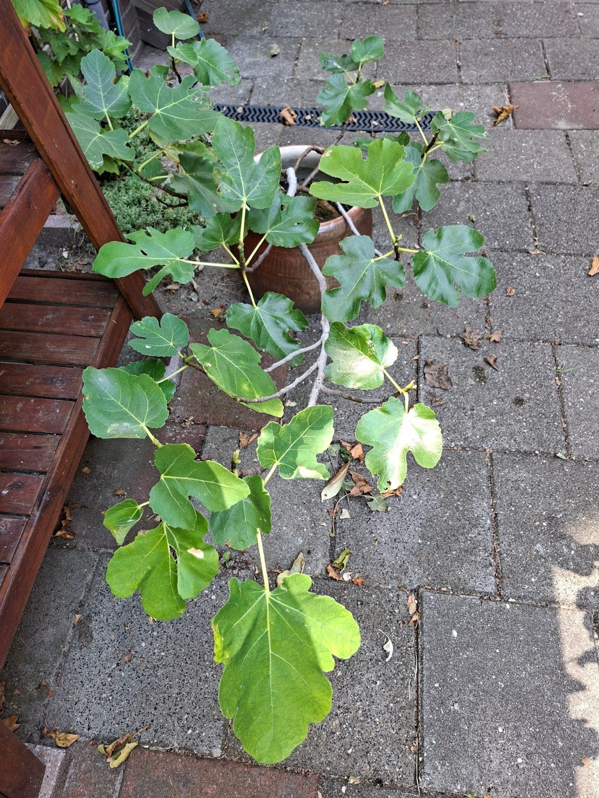 Vijg plant Volwassen, Ophalen, Minder dan 100 cm, Vijgenboom
