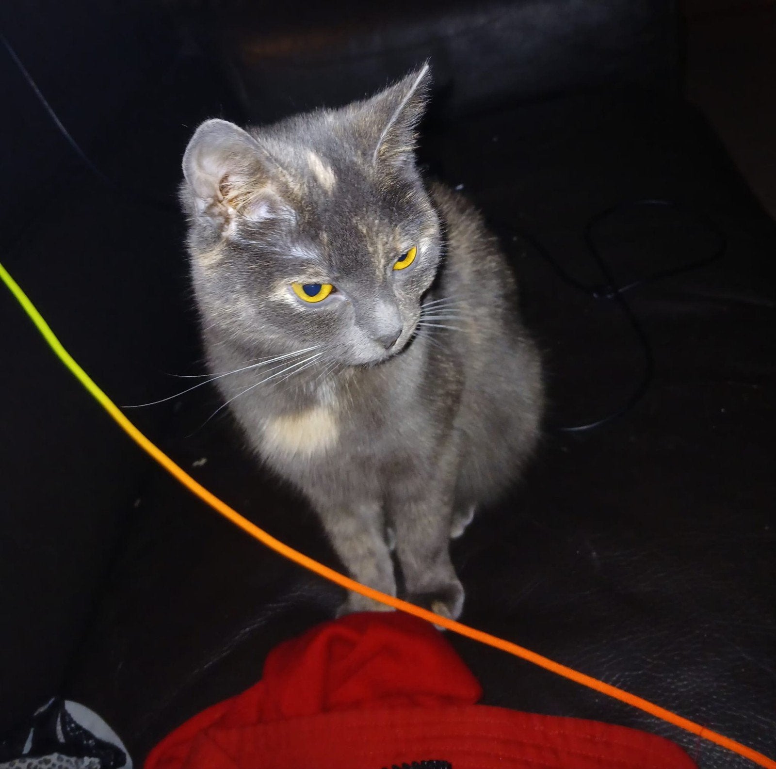 2 lieve aanhankelijke poezen, Dieren en Toebehoren, Poes