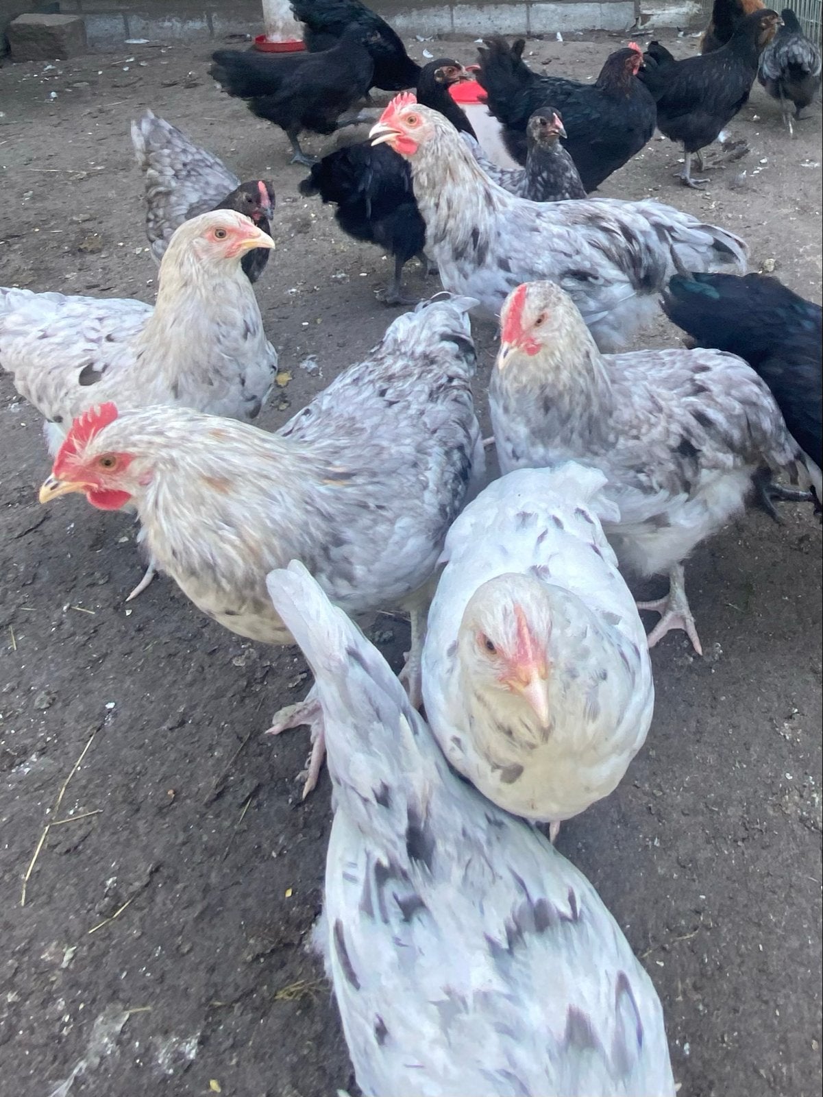 Groenlegger hanen Splash Marans x Silverudd Blue, Dieren en Toebehoren, Pluimvee, Kip, Mannelijk
