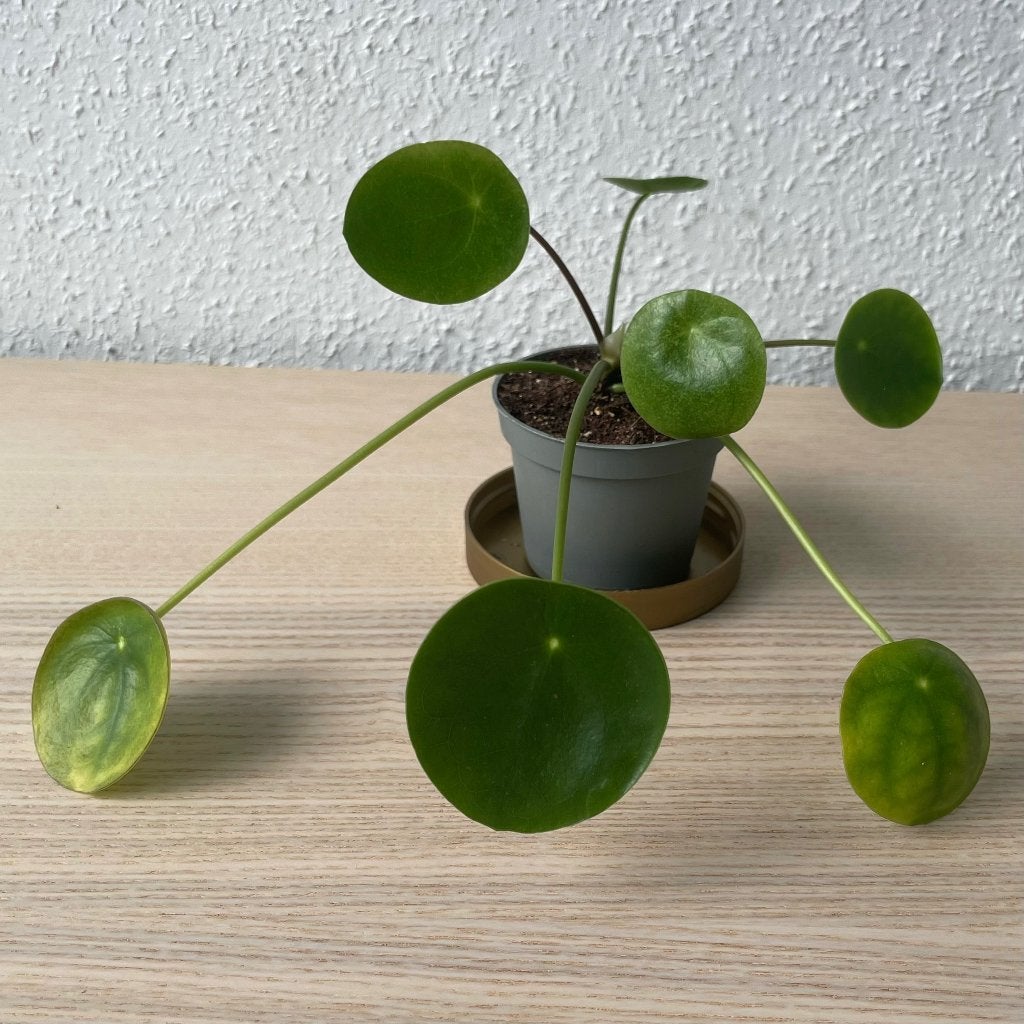 Pilea ‘Mojito’ stekje, Ophalen, Overige soorten, Halfschaduw, In pot