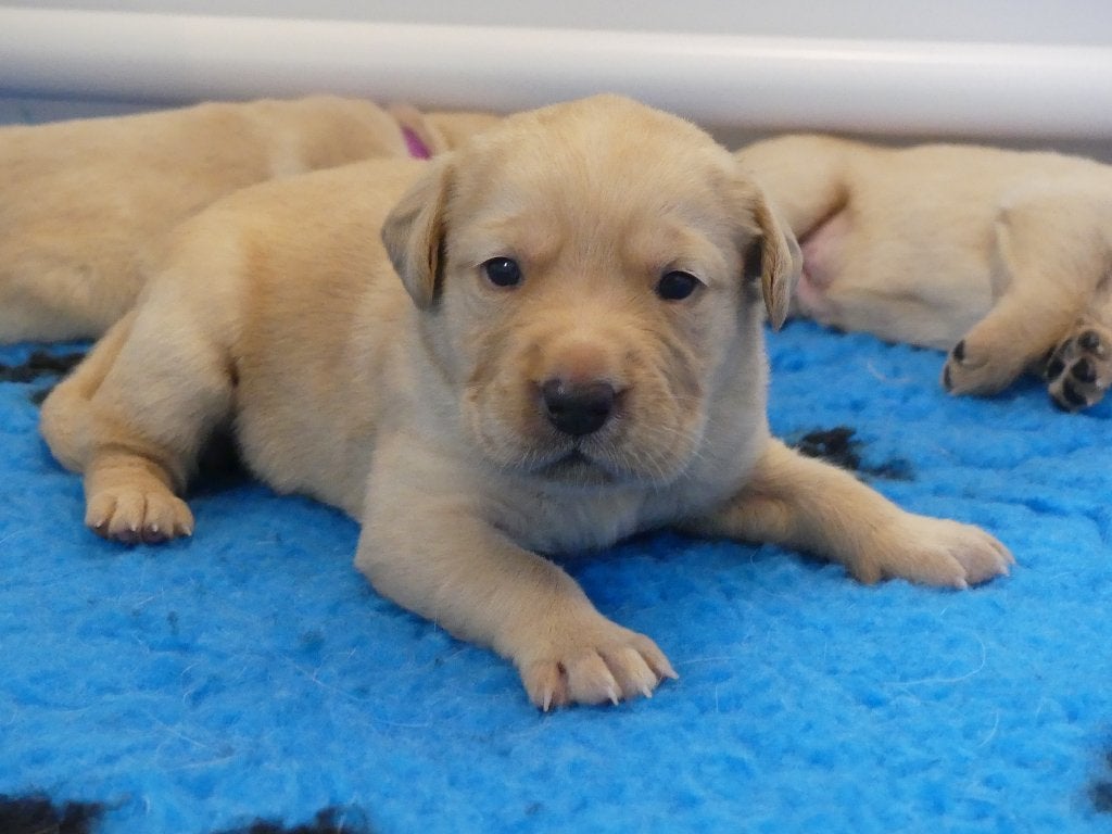 Prachtige Goldador pups, Dieren en Toebehoren, Honden | Retrievers, Spaniëls en Waterhonden, Parvo, Overige rassen, 8 tot 15 weken