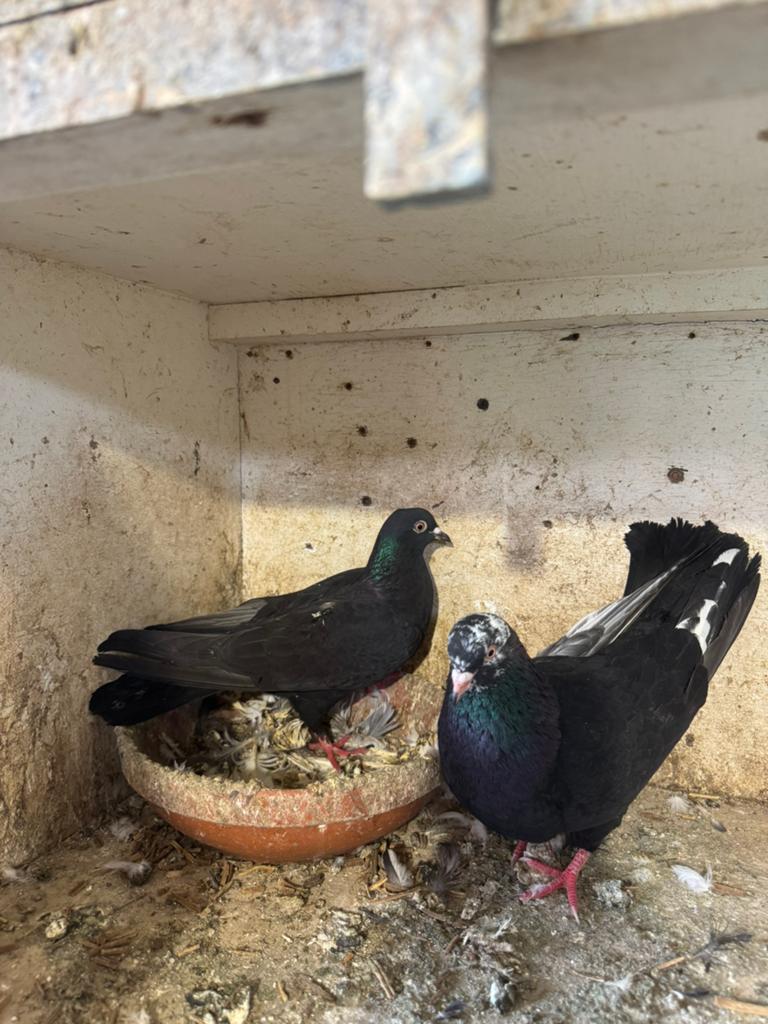 Duiven, Dieren en Toebehoren, Vogels | Overige Vogels, Meerdere dieren