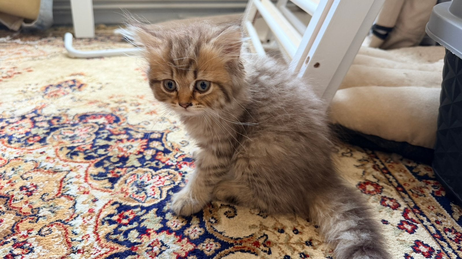 Britse Langhaar kittens, Dieren en Toebehoren, Katten en Kittens | Overige Katten, Meerdere dieren