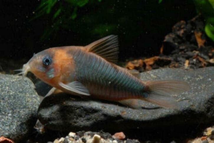 75000 vissen, malawi, discus, zalmen, tetra`s, gourami, cory, Dieren en Toebehoren, Vis