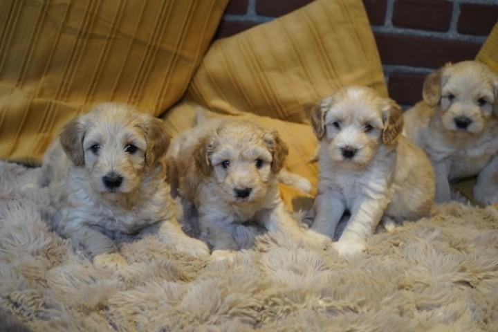 Medium kruising tibetaanse terrier - labradoodle pups., Nederland, Parvo, Overige rassen, 8 tot 15 weken