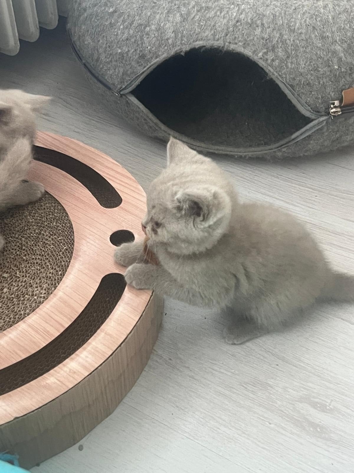 brits korthaar kittens, Meerdere dieren, Met stamboom, 0 tot 2 jaar