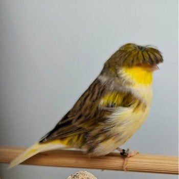 Serinus canaria, Dieren en Toebehoren, Meerdere dieren, Kleurkanarie