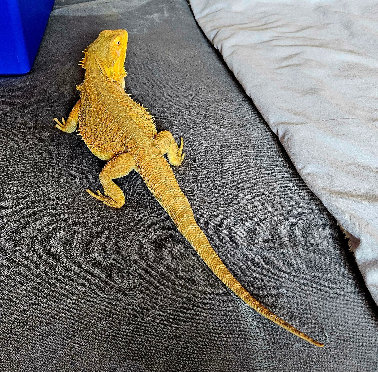 Baardagaam - Vrouw - Oranje - INCL Terrarium 100-40-50. Bearded Dragon photo 2