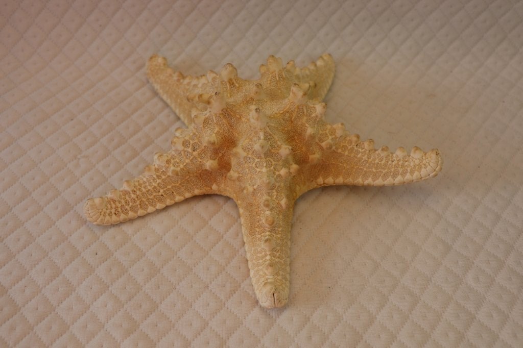 Echte originele Zeester, Verzamelen, Mineralen en Fossielen, Ophalen of Verzenden