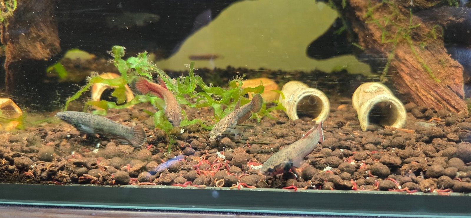 Betta Channoides vrouwen, Vis, Zoetwatervis