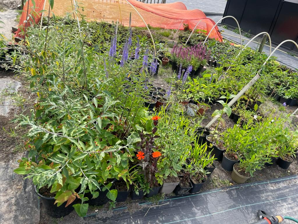 Vaste planten / plantenkraam, Tuin en Terras, Planten | Tuinplanten, Ophalen, Overige soorten, Volle zon