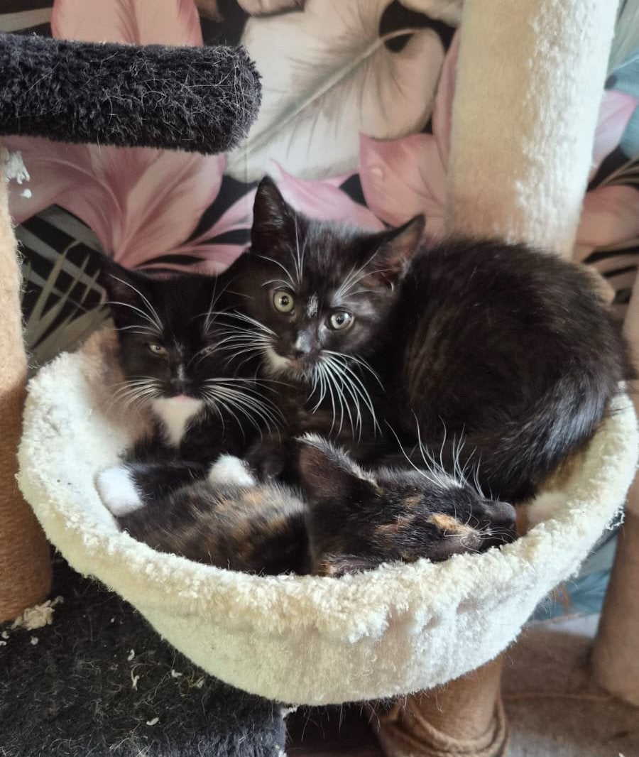 Kittens, Dieren en Toebehoren, Katten en Kittens | Overige Katten, Meerdere dieren