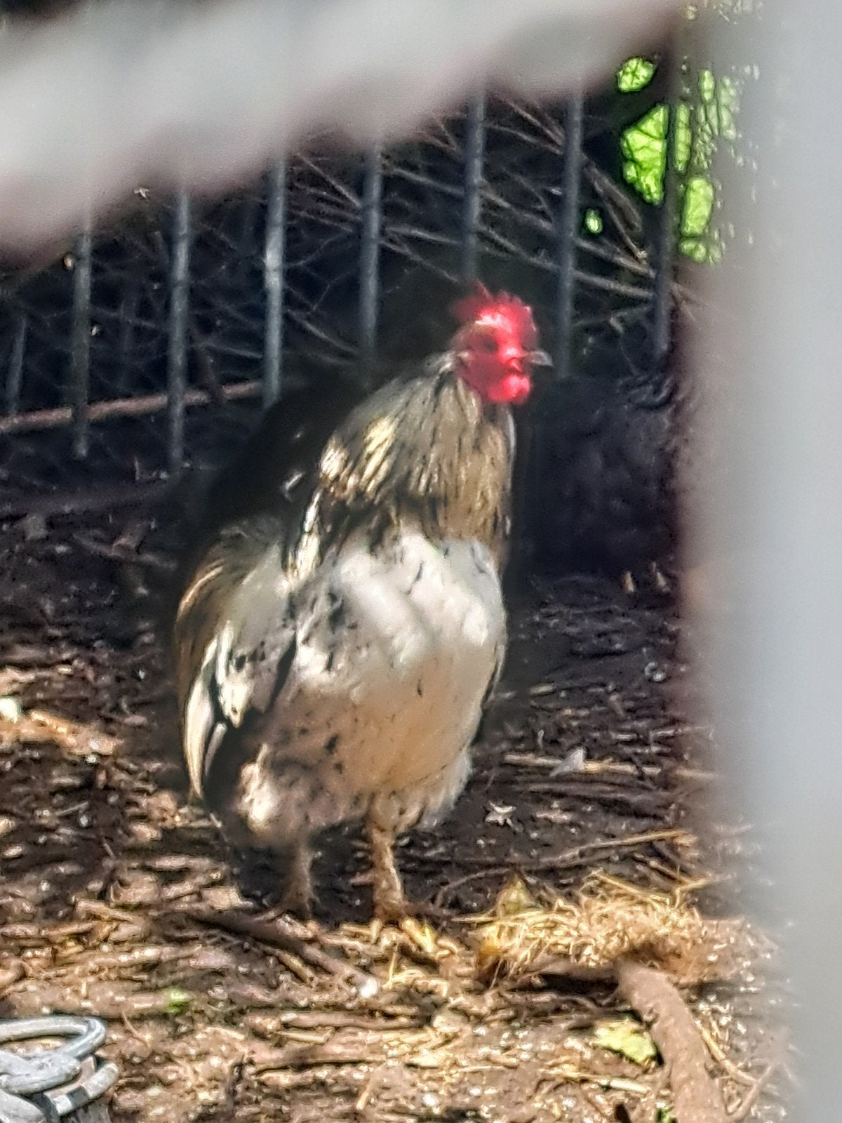 Haan, Dieren en Toebehoren, Mannelijk, Kip