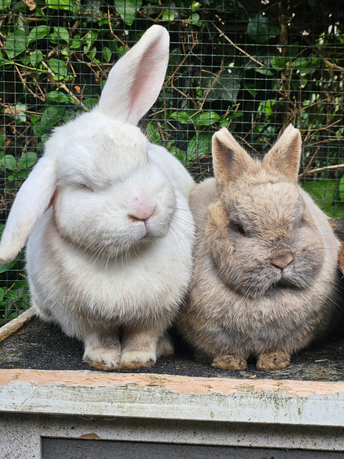 Konijntjes zoeken de ruimte, Dieren en Toebehoren, Meerdere dieren