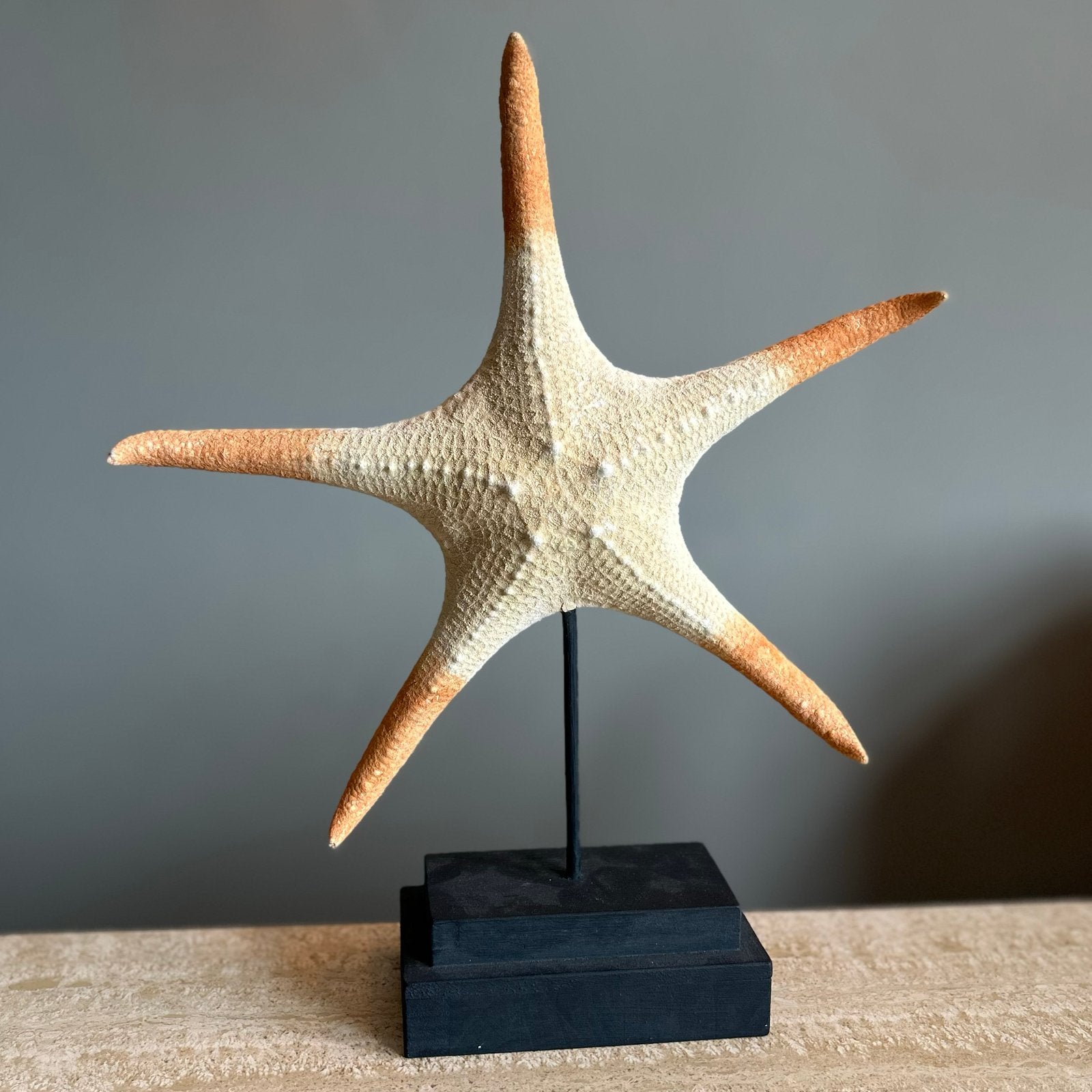 Zeester Nymphaster Arenatus - 44 cm, Ophalen, Zo goed als nieuw
