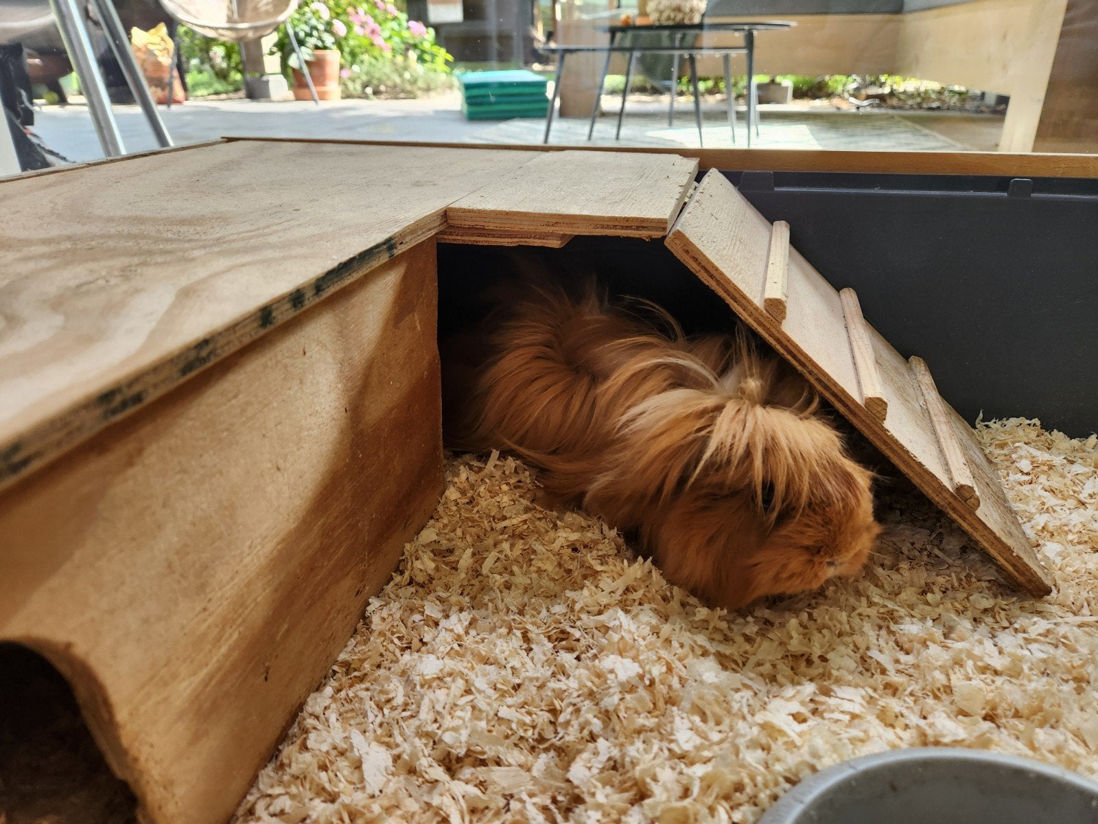 Cavia vrouwtje zoekt gezelschap, Dieren en Toebehoren, Knaagdieren, Januari, Vrouwelijk, Cavia