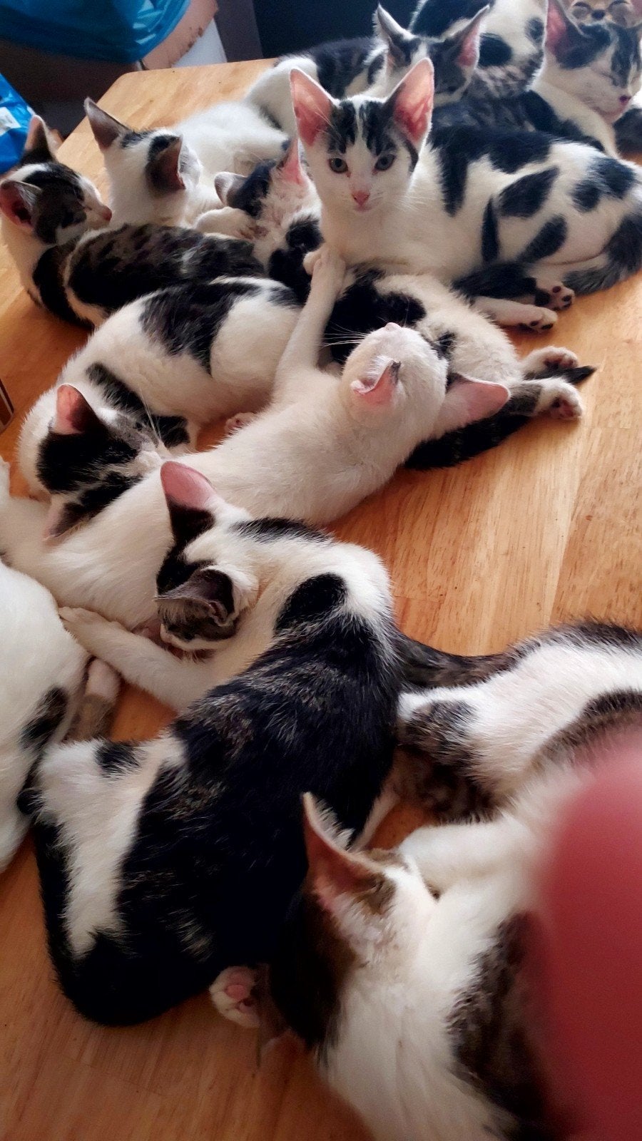 Zwart witte kittens te koop, Dieren en Toebehoren, Meerdere dieren, Kortharig, 0 tot 2 jaar