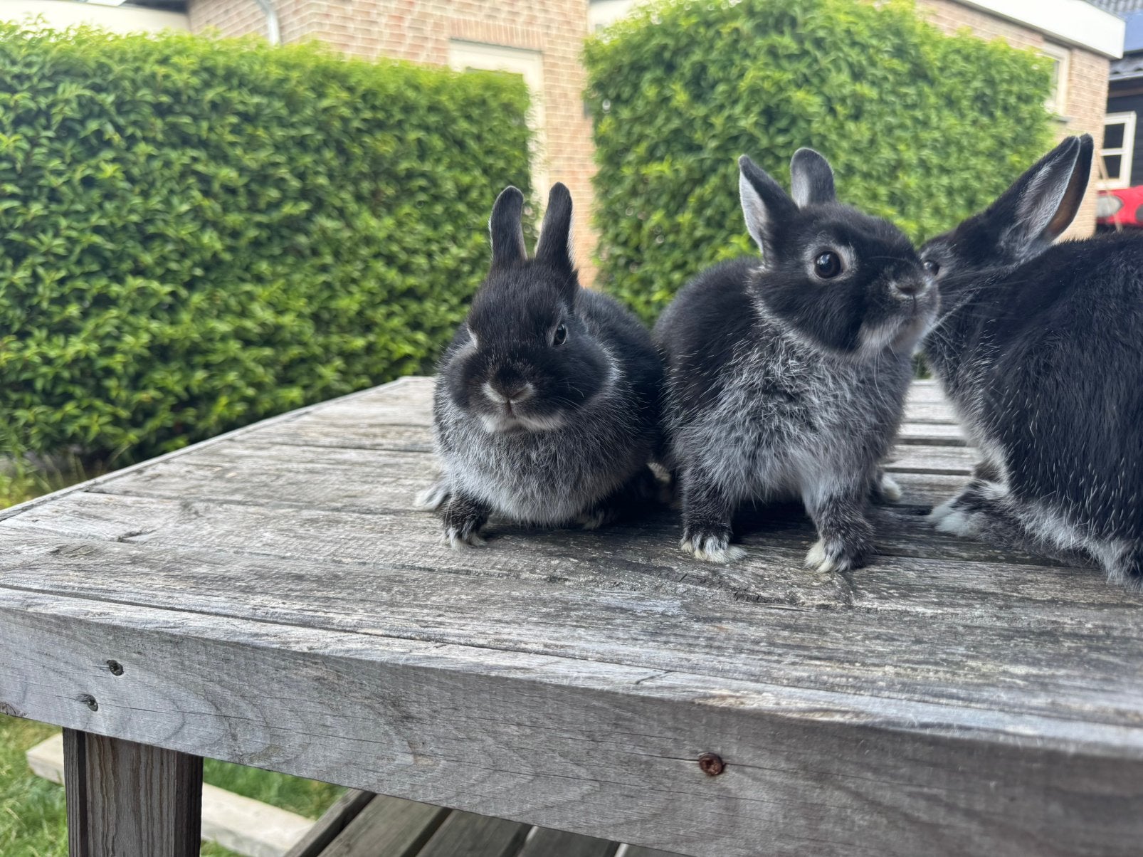 Lieve dwergkonijntjes te koop, Meerdere dieren, Dwerg