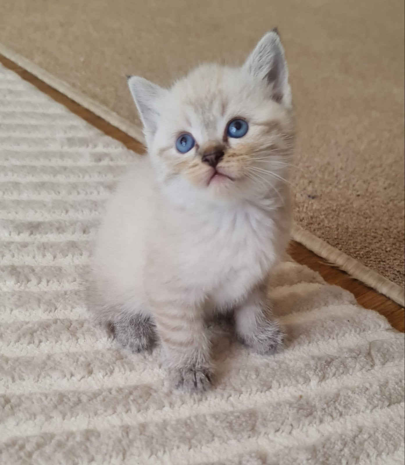 Twee kittens, Dieren en Toebehoren