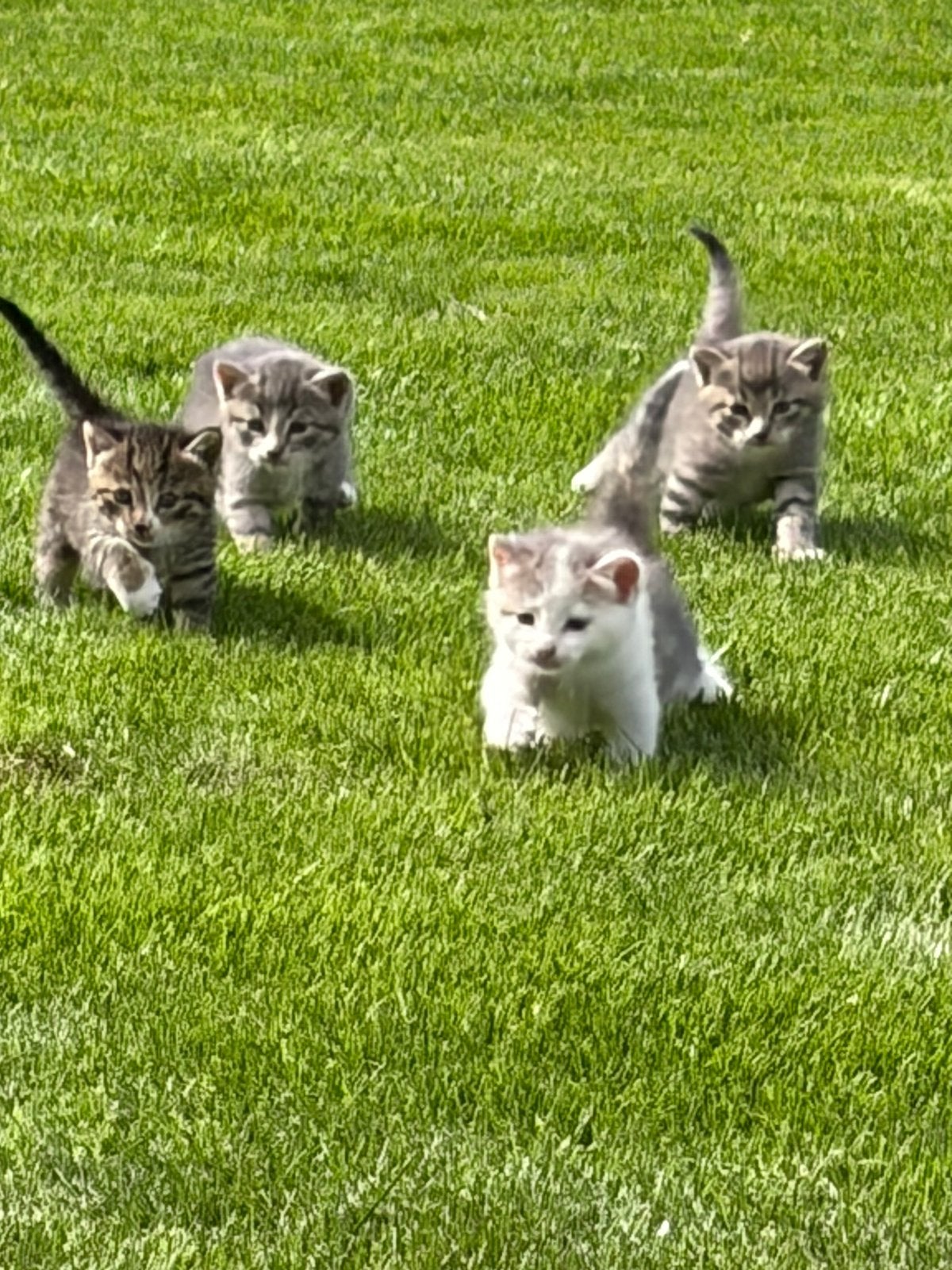 Jonge poesjes, Dieren en Toebehoren, Poes