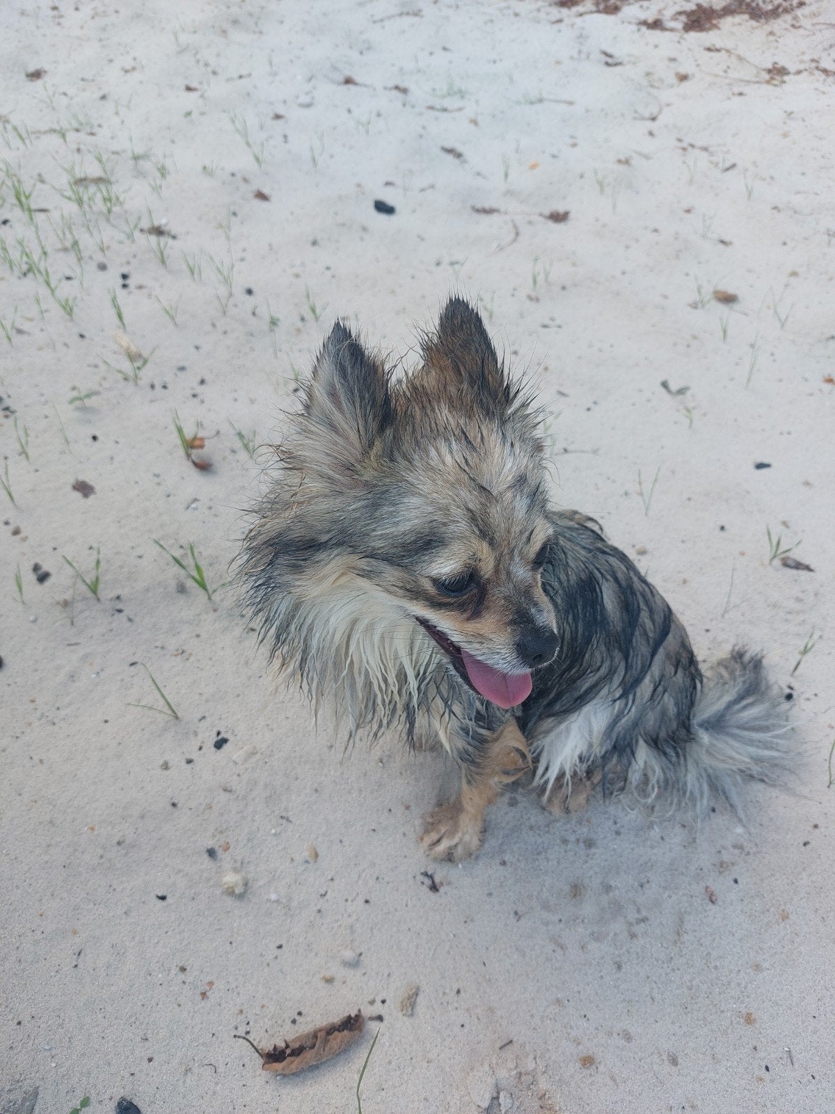 teef pomchi 2,5 jaar, 1 tot 2 jaar, Teef, Meerdere, Chihuahua
