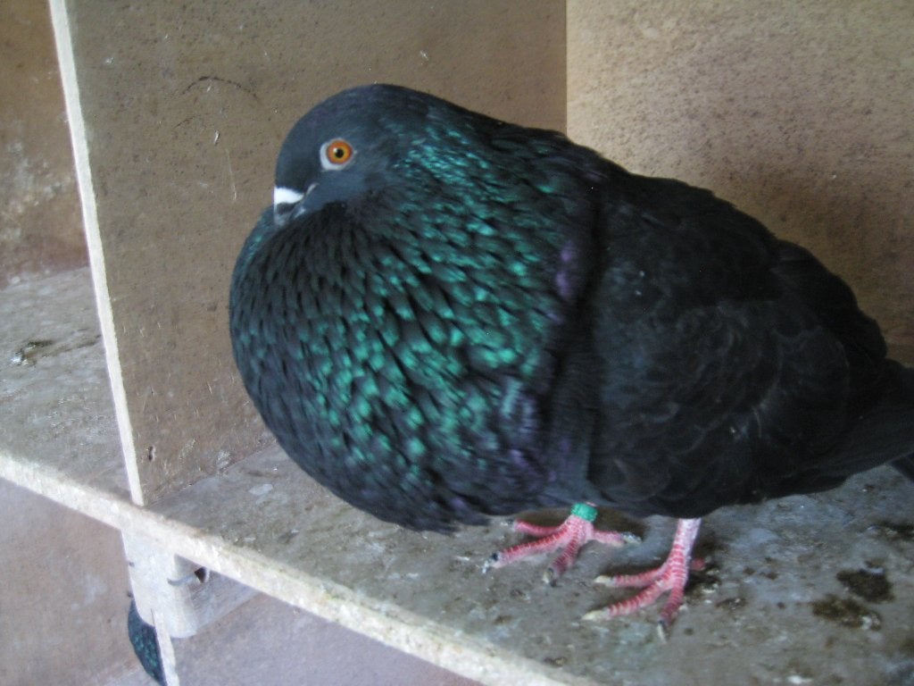 Gaditano kroppers, Dieren en Toebehoren, Meerdere dieren, Kropper
