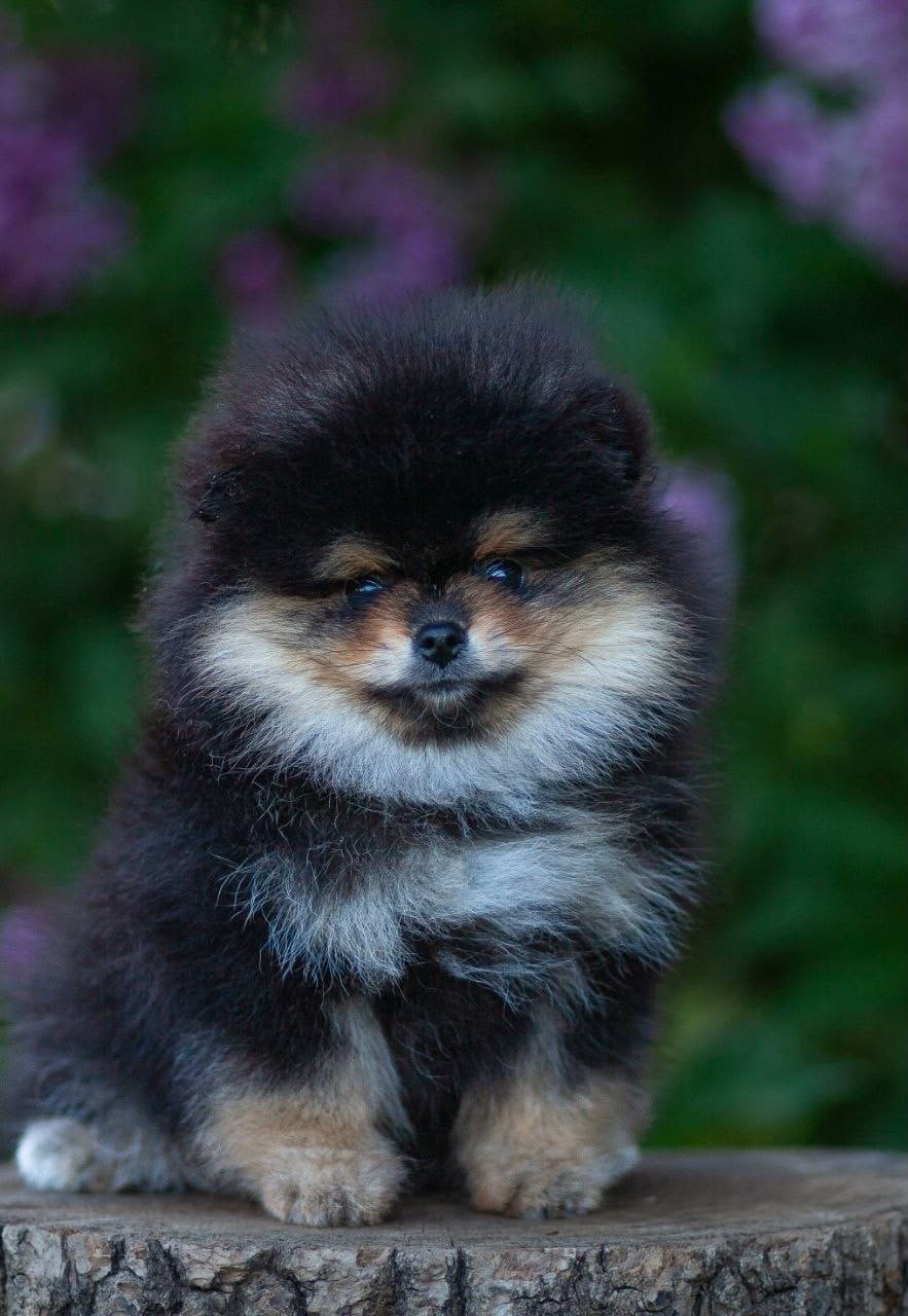 BEARFACE pomeriaan pups, Particulier, Keeshond, 8 tot 15 weken, Buitenland