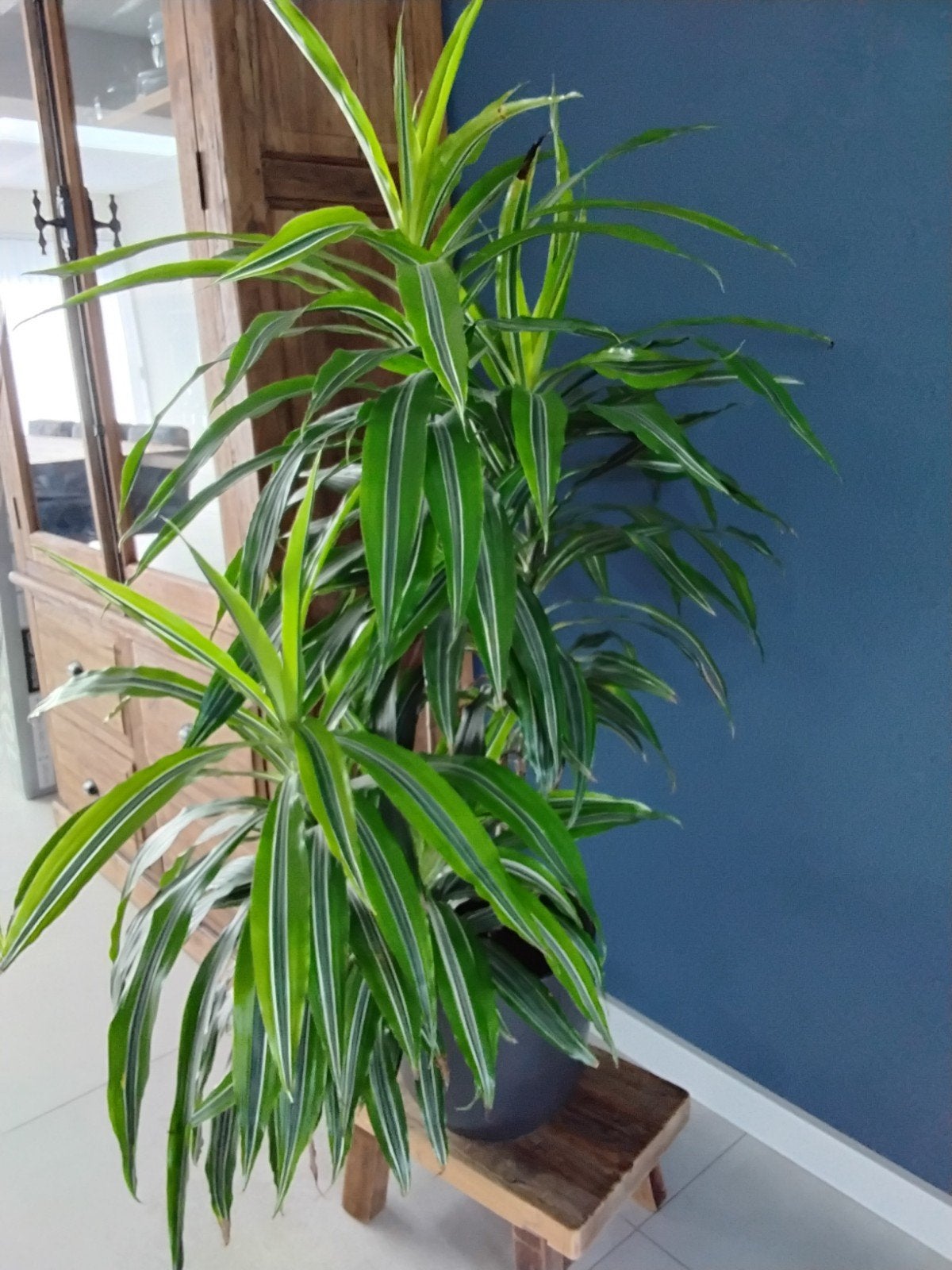 Drakenbloed plant 140 hoog., Ophalen, Palm, Halfschaduw, 100 tot 150 cm