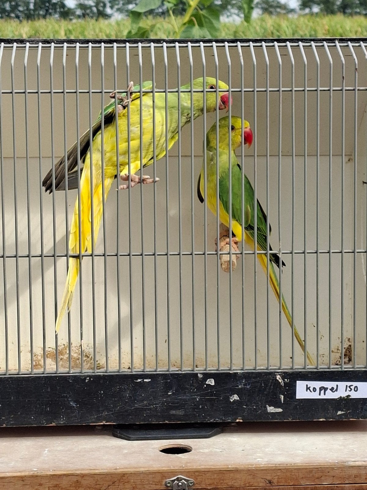 koppel geelstaart geelkop halsbanden, Dieren en Toebehoren