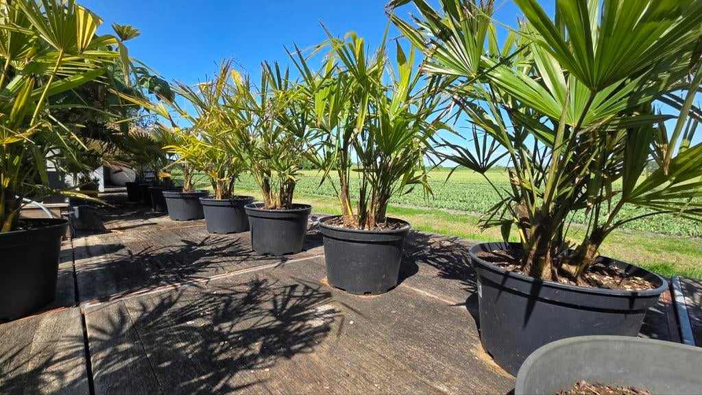 In prijs verlaagd!!! Diverse tropische planten, Ophalen, Overige soorten, Volle zon
