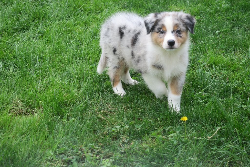 Foto 15 van Leuke Australian Shepherd pups