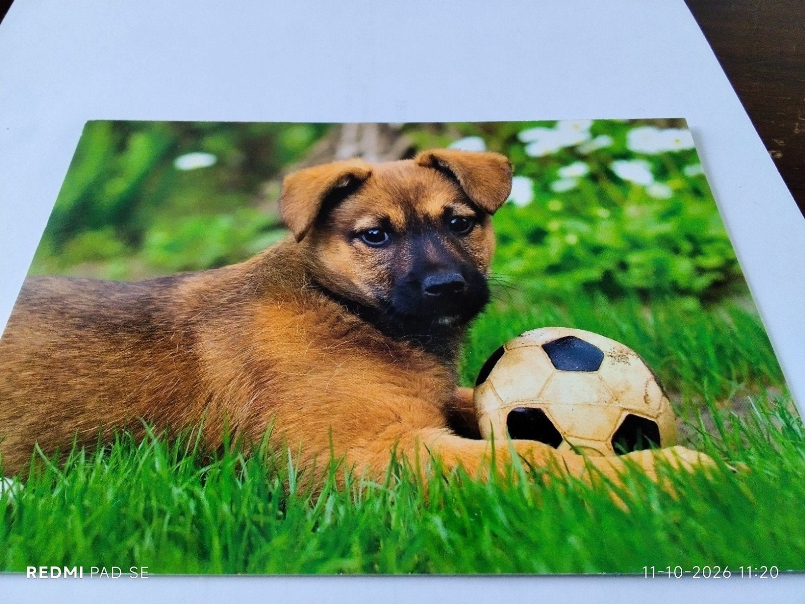 Ansichtkaart Mechelse Herder Pup met Voetbalm, Ophalen of Verzenden, 1980 tot heden, Ongelopen, Hond of Kat