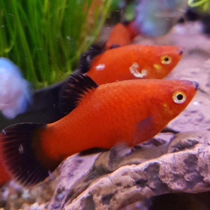 Xiphophorus maculatus, Vis